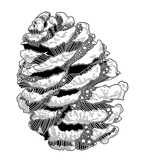 Pinecone line art.
