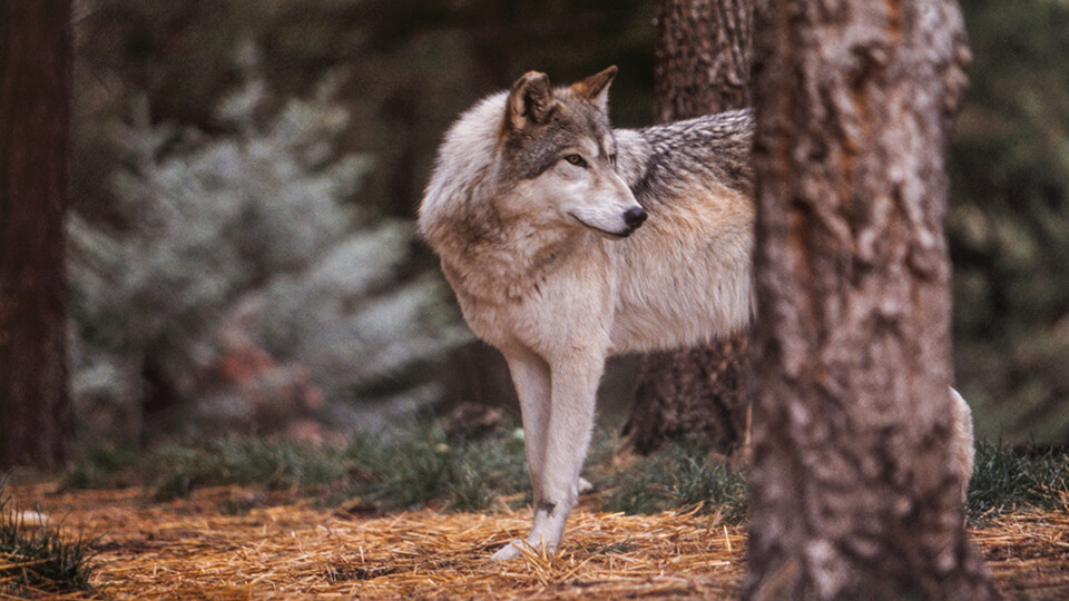Teton, one of two gray wolves to call the wildlife sanctuary Wolfkeep home. 