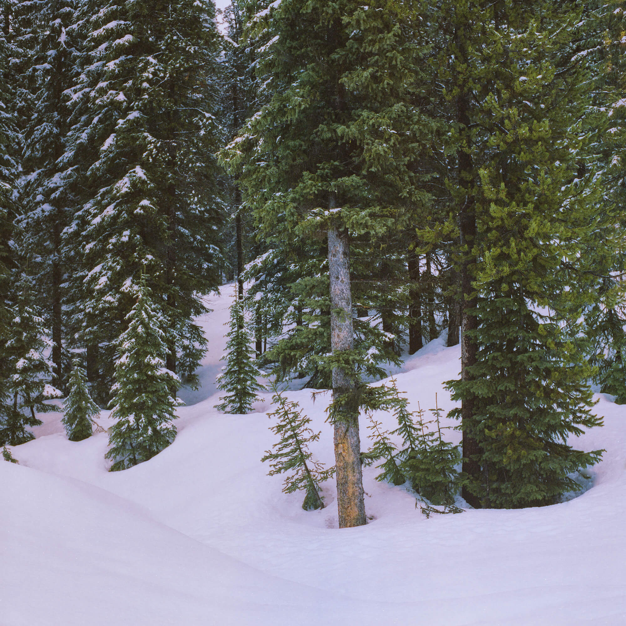 Trees on Lolo Pass.