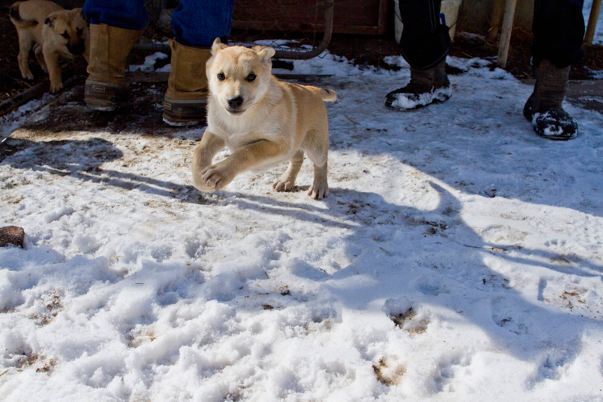 Sled dog puppies outside of Great Falls, MT.