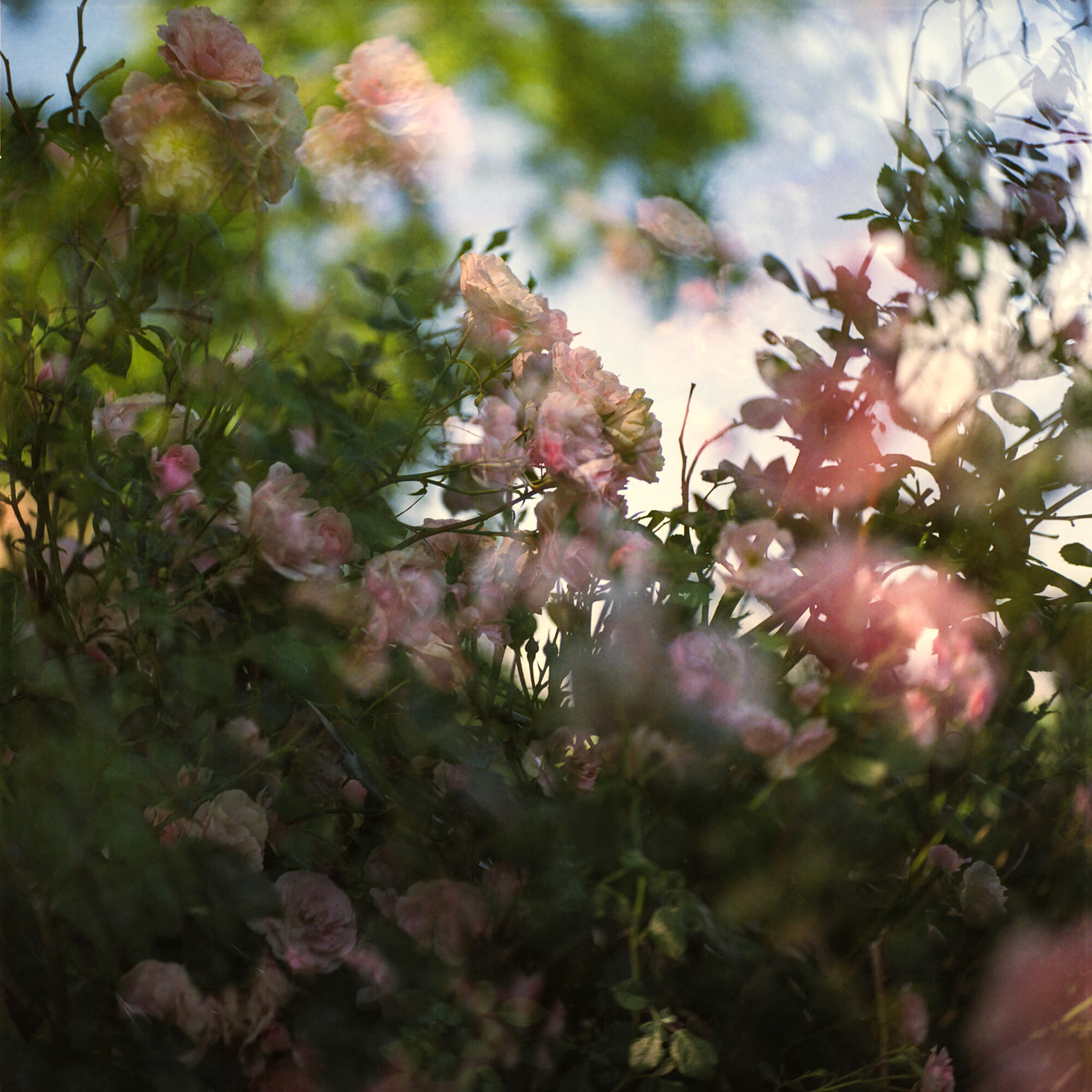 Multiple exposures of a rose bush.