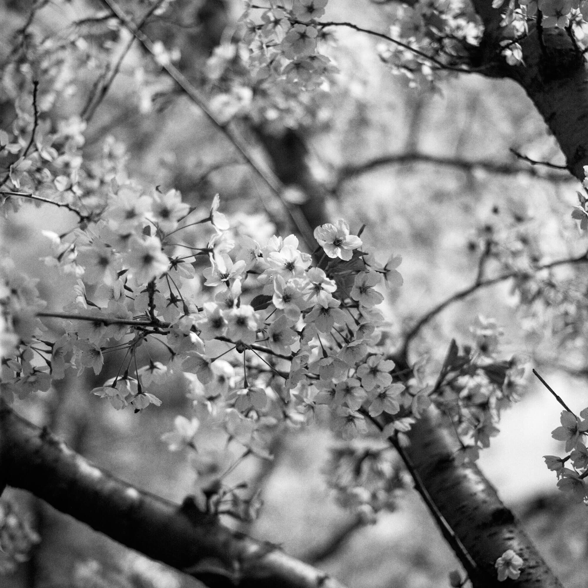 Cherry blossoms.