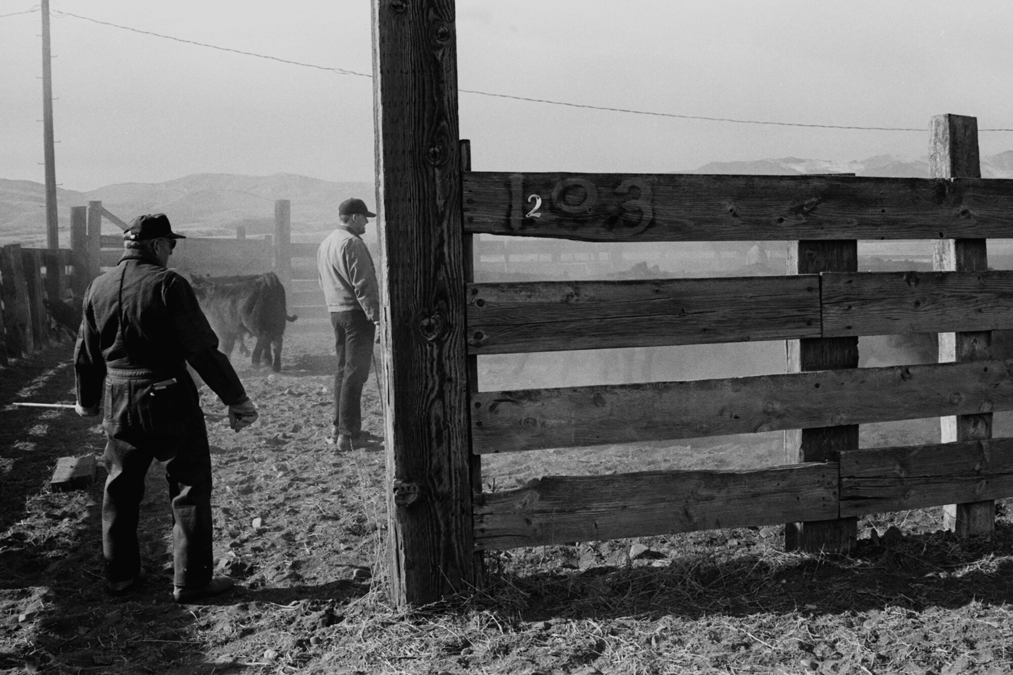 Heading into the corral to help with rounding up cattle.