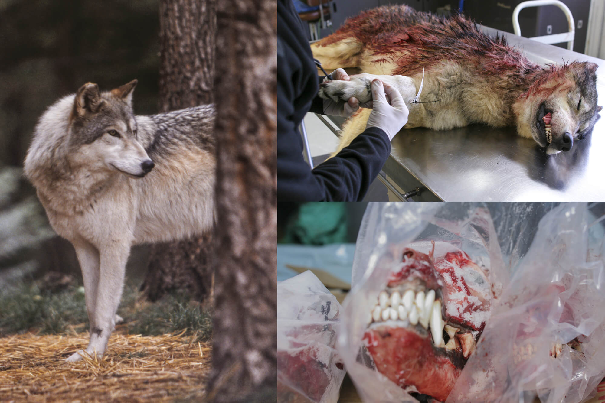 Collage of images from my Wolf Reintroduction photo story.