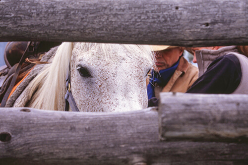 Two riders work to saddle up an Arabian horse named Freckles.