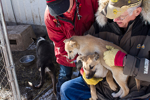 Dr. Terry Adkins, a veteran Iditarod racer who competed in 22 races, checks on the newest litter of sled dogs at his home in Tracy, Mont.