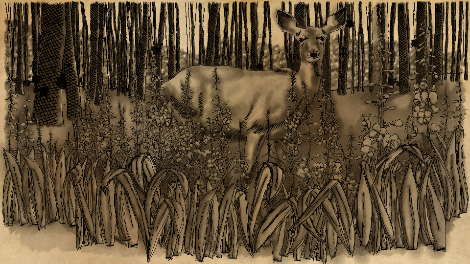 Still image from the Forest for the Trees title sequence that I illustrated and animated.